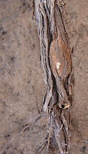 Chrysobothris sp. Bidentate pronotum, PL5690I, larval host plant, Westringia rigida (PJL 3621), gall on tap root, EP, photo by A.M.P. Stolarski, 8.9 × 3.9 mm